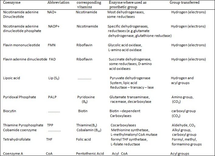 coenzyme of derivatives of vitamins and their function